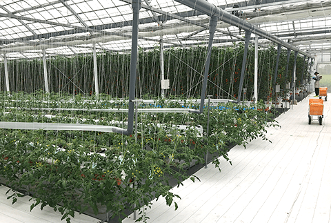 パナプラスハウス内でのトマト栽培の様子