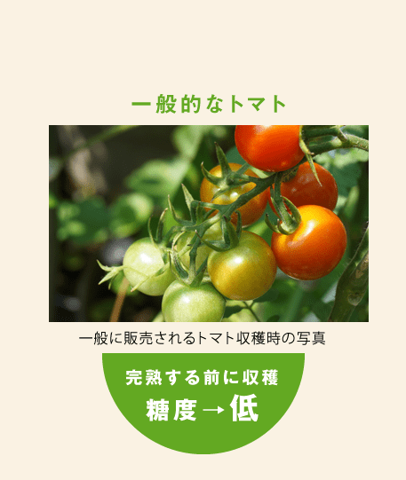 一般的なトマト 一般に販売されるトマト収穫時の写真 完熟する前に収穫 糖度→低