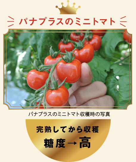 パナプラスのミニトマト パナプラスのミニトマト収穫時の写真 完熟してから収穫 糖度→高